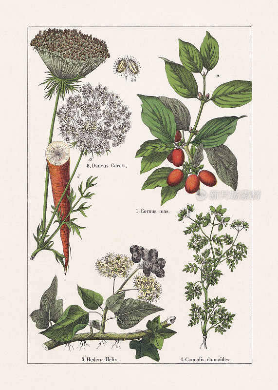 Magnoliids, Asterids, chromolithography，出版于1895年
